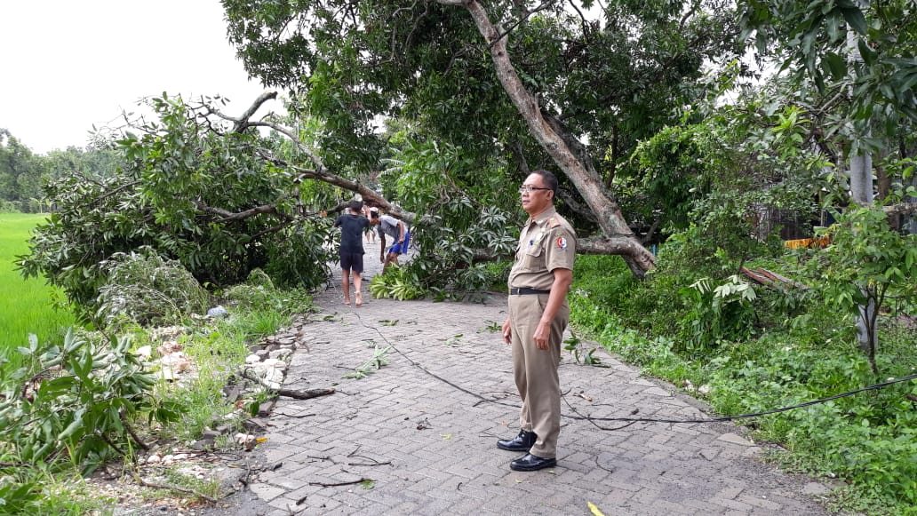 Hujan Angin, Empat Pohon Tumbang di Kecamatan Padangan